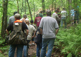 woods.jpg
